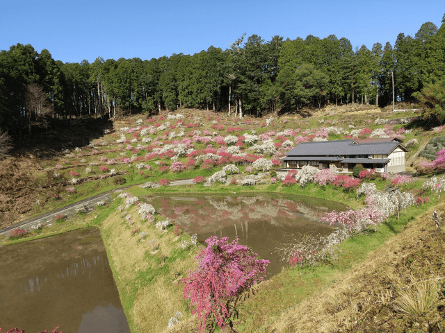 きねしだれ桃園