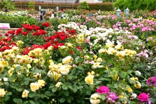 大野町バラ公園
