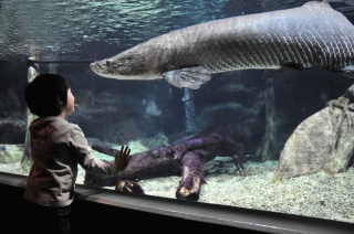 世界淡水魚園水族館アクア・トトぎふ