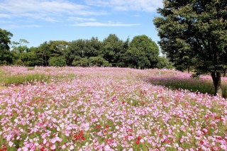 木曽三川公園「秋の花物語」【海津市】