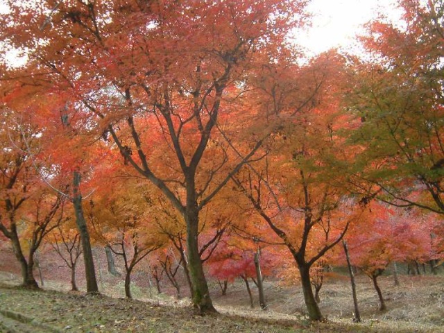岐阜県百年公園の紅葉　