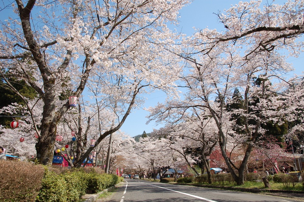 寺尾ヶ原千本桜公園の桜 観光スポット 岐阜県観光公式サイト 岐阜の旅ガイド