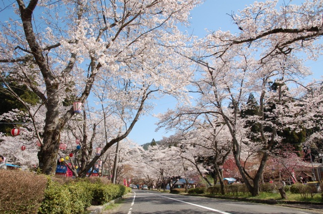 寺尾ヶ原千本桜公園の桜　