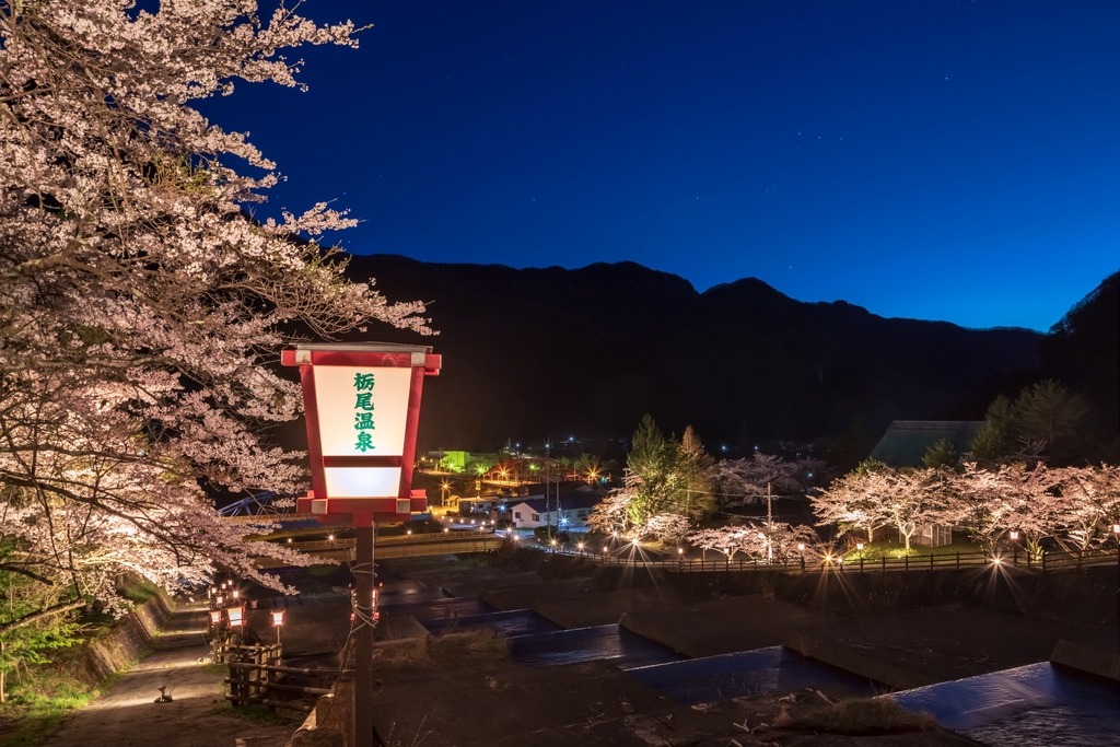 栃尾温泉桜ライトアップ