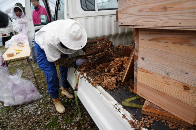 くしはらヘボまつり(ヘボの巣コンテスト)