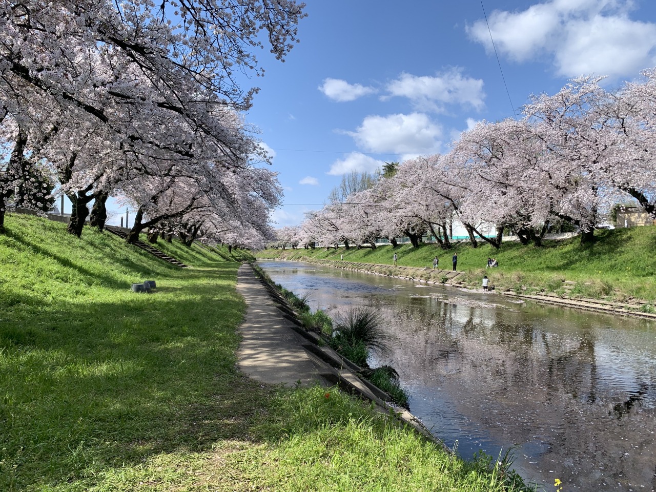 新境川堤　百十郎桜　