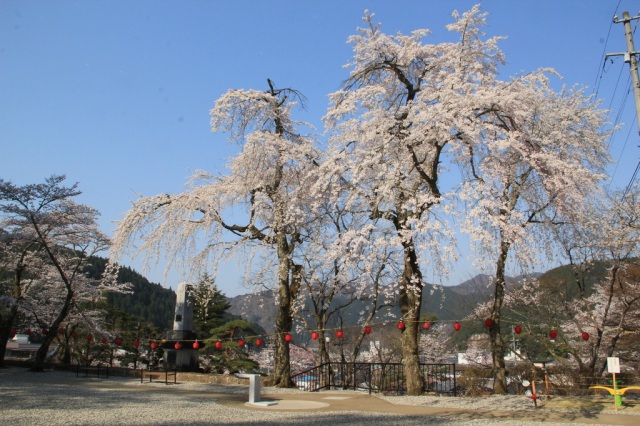愛宕公園の桜　