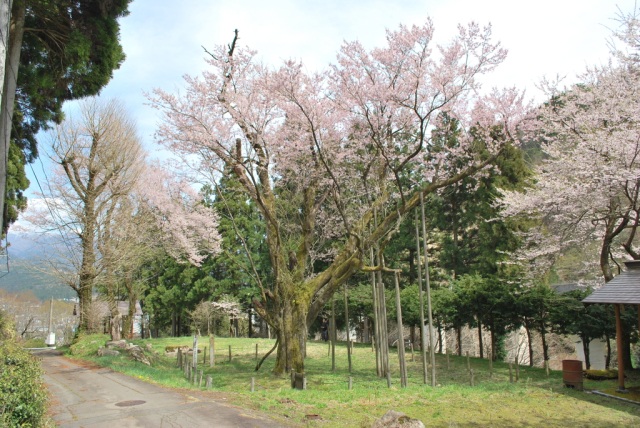 藤路の桜