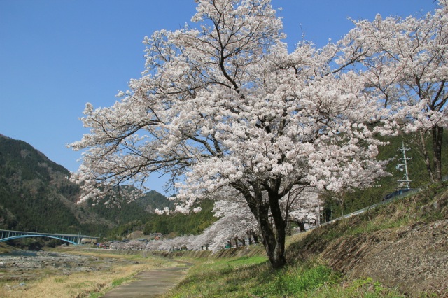 国道１５６号線沿いの桜並木　