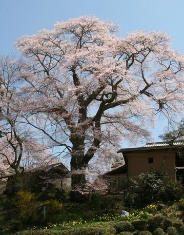 新田の桜　