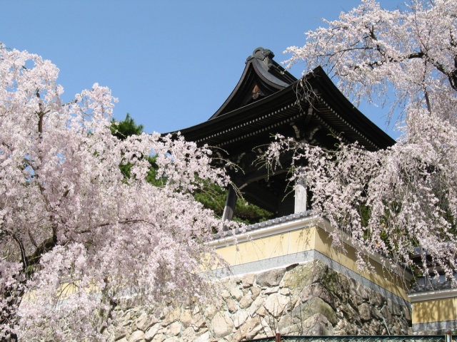 浄福寺のしだれザクラ　遊女桜