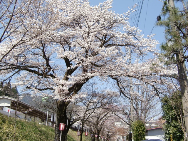 下呂駅周辺の桜　