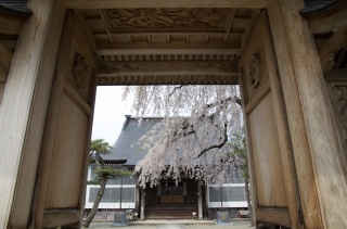 西光寺の桜