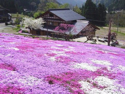 國田家の芝桜　