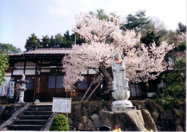 慈眼寺の鎮護桜　