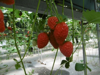 馥郁農園 いちご狩り