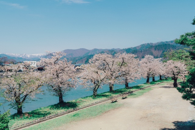 千代の松原公園の桜　