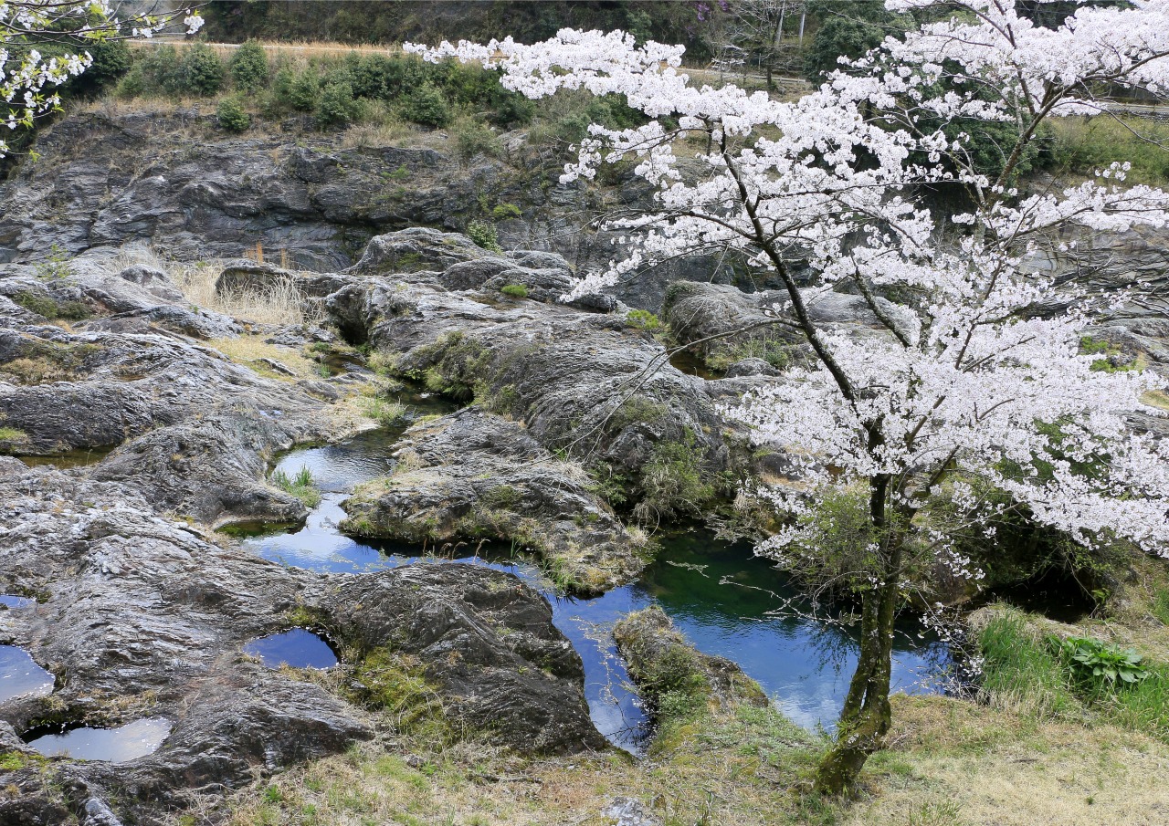 春：ソメイヨシノや山桜が咲き乱れます