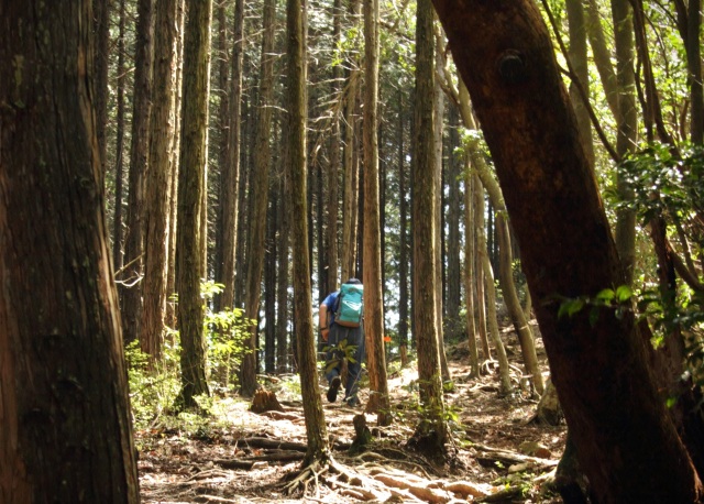 自然あふれる登山道を満喫できます。