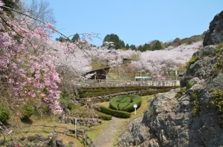 古城山の千本桜 蘭丸ふる里の森