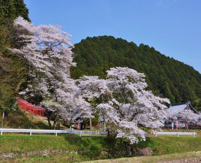 春になると、古木「甚五郎桜」が美しい花を咲かせます