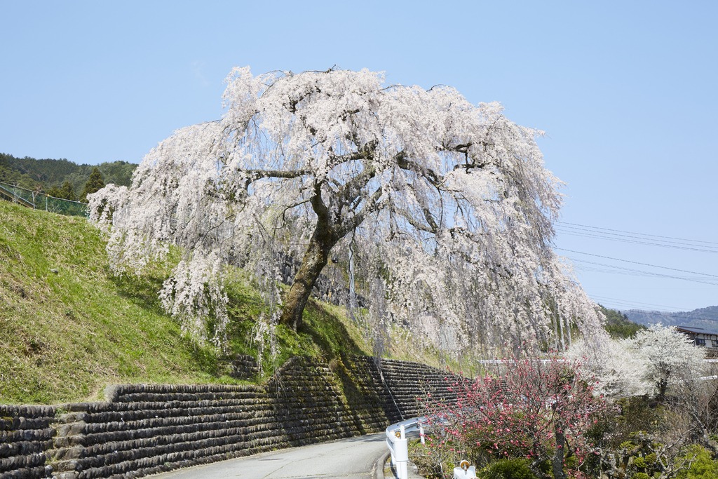 岩太郎のしだれ桜 はぎわら桜めぐり 観光スポット 岐阜県観光公式サイト 岐阜の旅ガイド