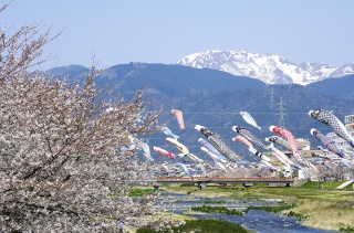 相川鯉のぼり一斉遊泳