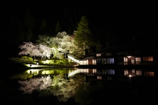宮谷の桜／はぎわら桜めぐり