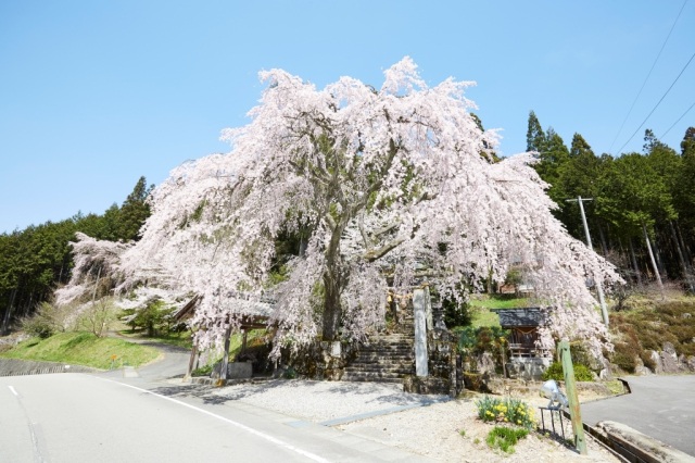 森山神社のしだれ桜／はぎわら桜めぐり　