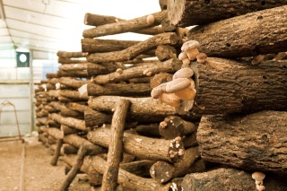 しいたけブラザーズ