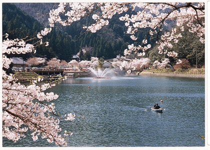 伊自良湖の桜　