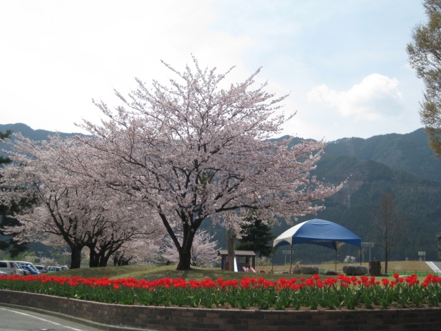 飛騨川公園の桜／はぎわら桜めぐり　