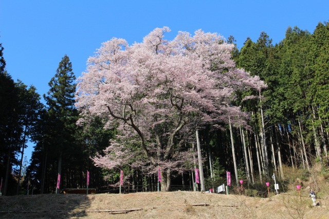 袋坂峠の桜（嶽見桜）