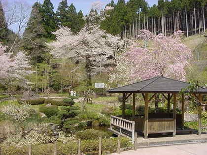 乳児の森公園のおなみ桜