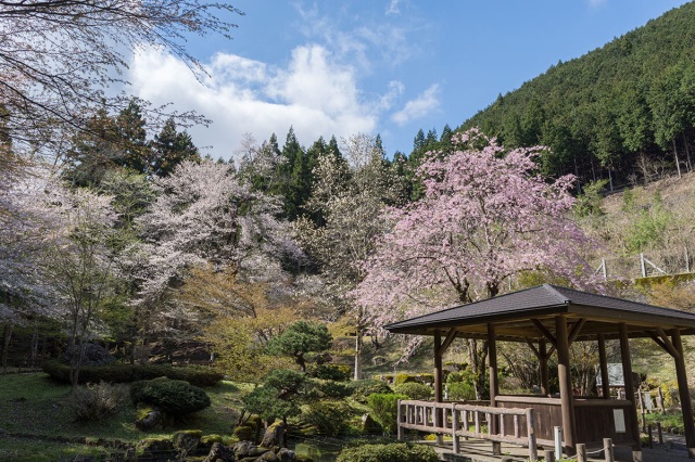 乳児の森公園のおなみ桜