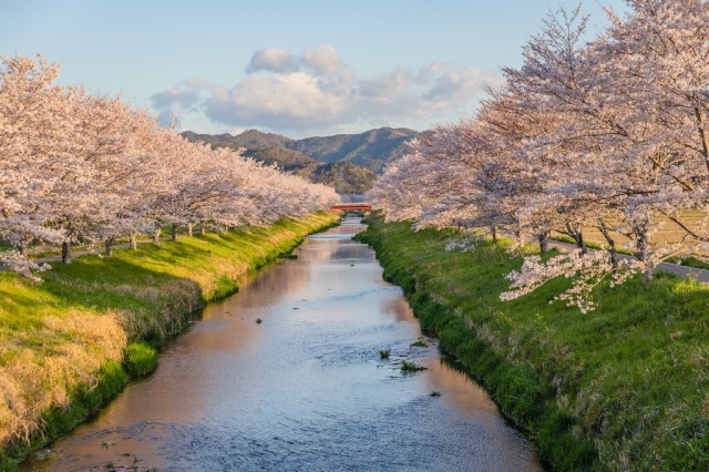 鳥羽川サイクリングロードの桜並木　