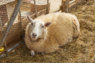 ふる里農園 美の関
