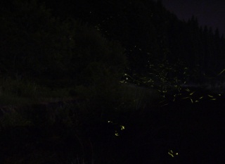 菅田川（すがたがわ）のホタル