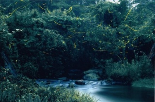 鶴里ホタルまつり