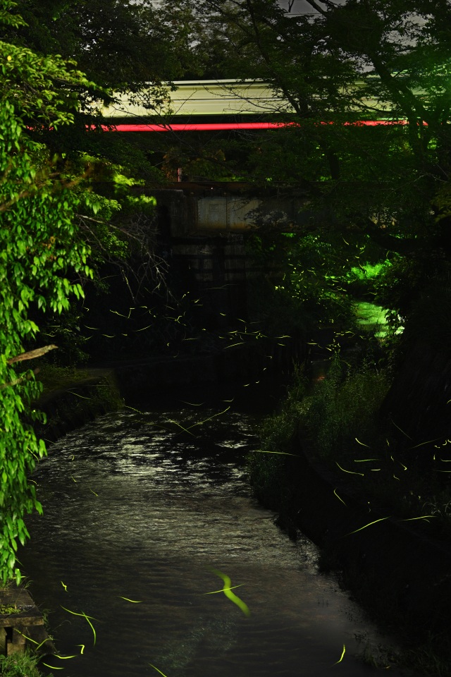 写真撮影：石田俊幸　（観光複合施設「せきてらす」横を流れる関川の様子）