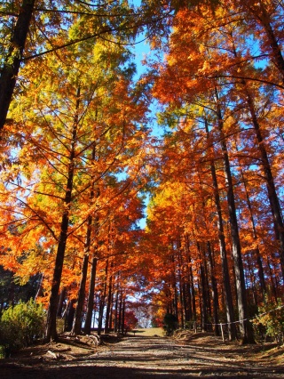 めい想の森の紅葉