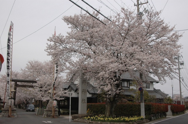 古井神社の桜　