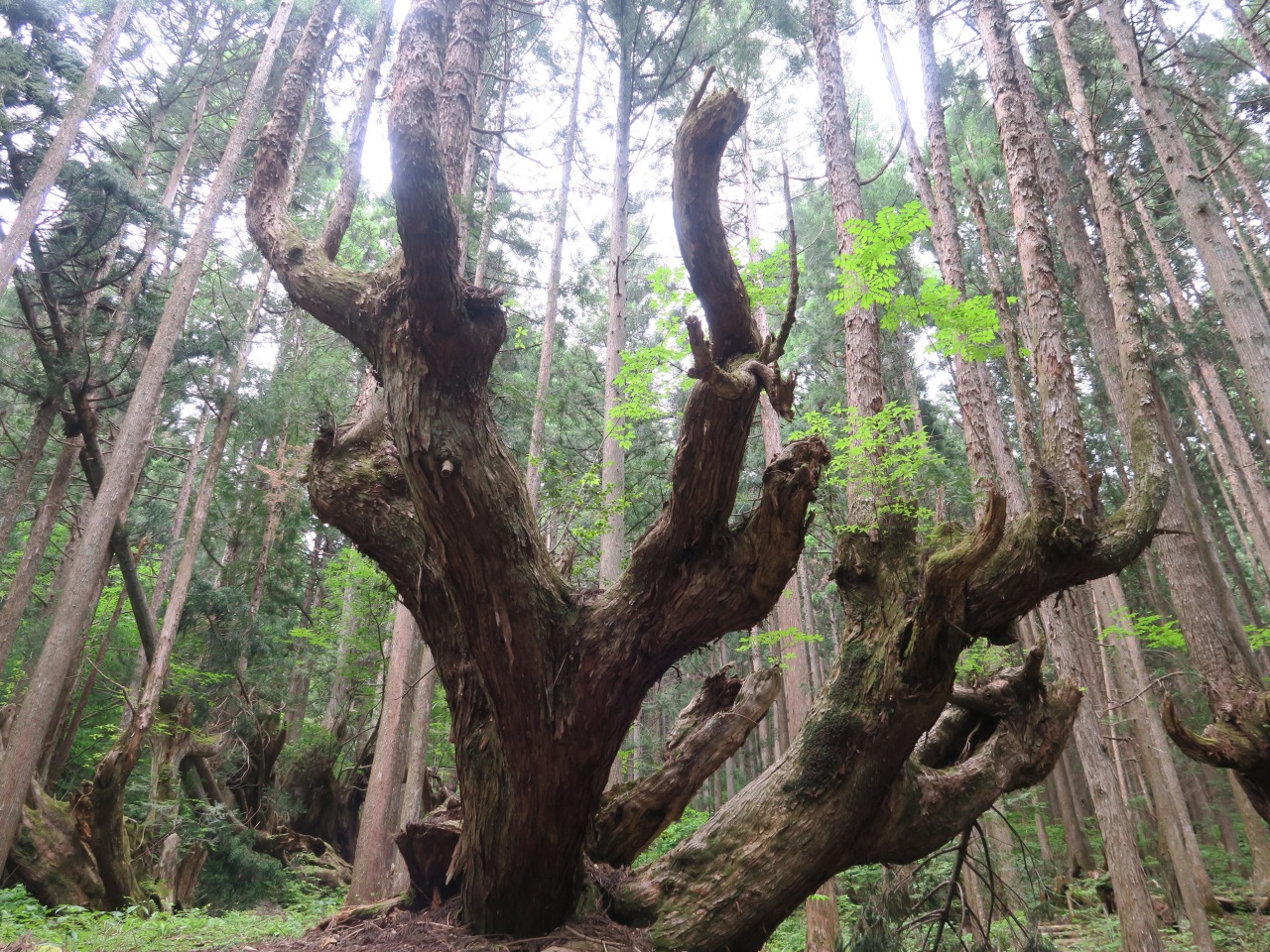 交渉中⚠️#484：ぎふの名山名木　岐阜の自然観察ガイドシリーズ① 交渉中⚠️#484：ぎふの名山名木 岐阜の自然観察ガイドシリーズ