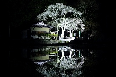 小野津島神社の天王桜　