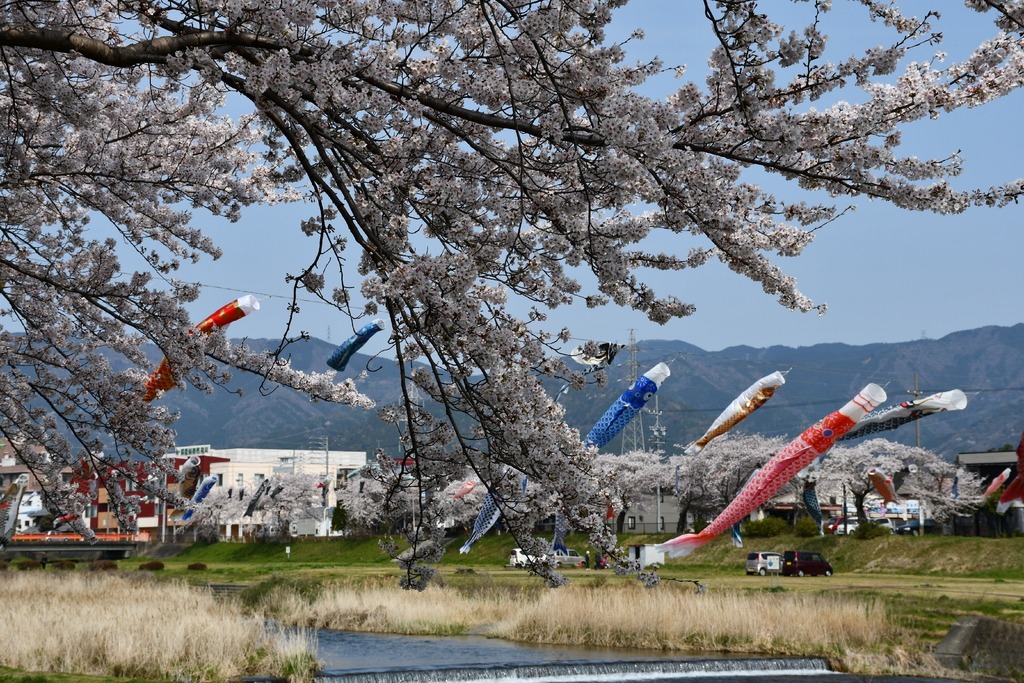 相川水辺公園の桜