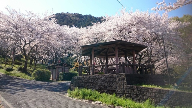 吉田出来山公園の桜