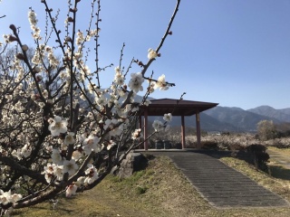 南濃梅園【海津市】