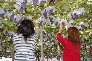 長良ぶどう狩り