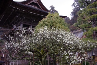 禅昌寺ゆかりの梅