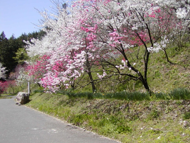 竹中公園の桜